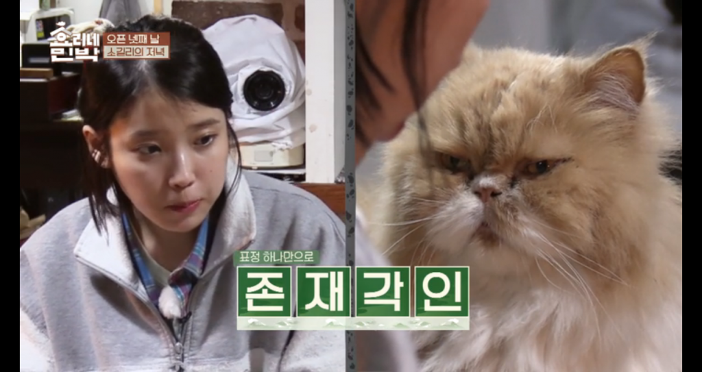 IU and cat Hyori's Bed and Breakfast